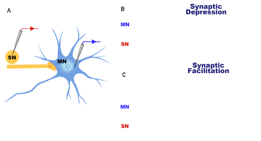 synapses neurons