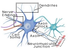 2: Top: Illustration of the Neuron that contains the Soma, the Axons