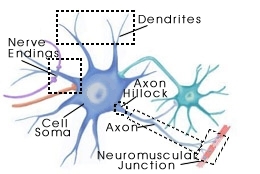 nerve cell microscope labeled