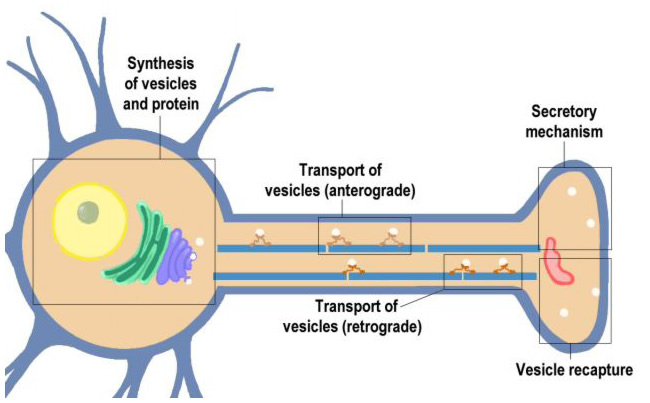 Transport and the Molecular Mechanism of Secretion (Section 1, Chapter 10)  Neuroscience Online: An Electronic Textbook for the Neurosciences |  Department of Neurobiology and Anatomy - The University of Texas Medical  School at Houston