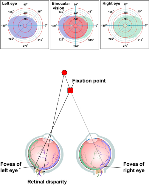 Gaze-Cueing With Crossed Eyes: Asymmetry Between Nasal and Temporal Shifts