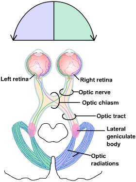 Visual Processing: Cortical Pathways (Section 2, Chapter 15 ...