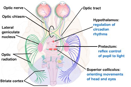 Cortical and subcortical pathways for vision. The majority of