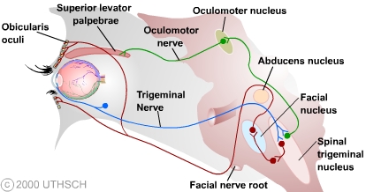 corneal reflex