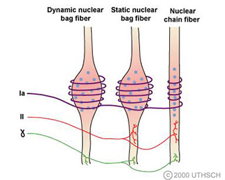 gamma motor neurons