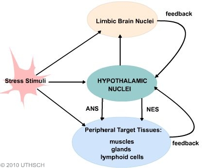 hypothalamus autonomic control by