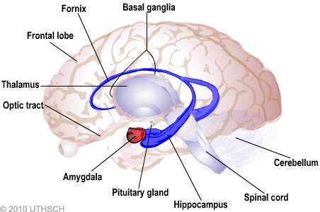 Occipital Lobe Damage: How It Affects Vision & Recovery