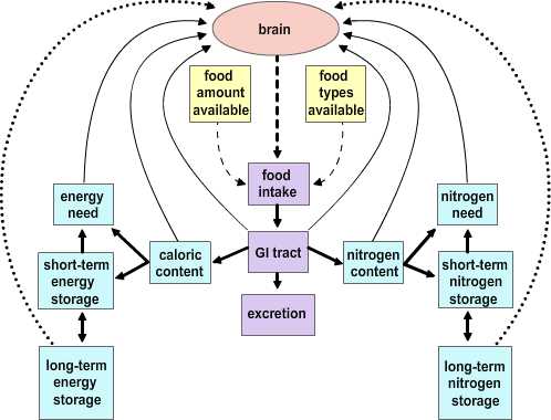 Central Control of Feeding Behavior (Section 4, Chapter 4) Neuroscience  Online: An Electronic Textbook for the Neurosciences | Department of  Neurobiology and Anatomy - The University of Texas Medical School at Houston