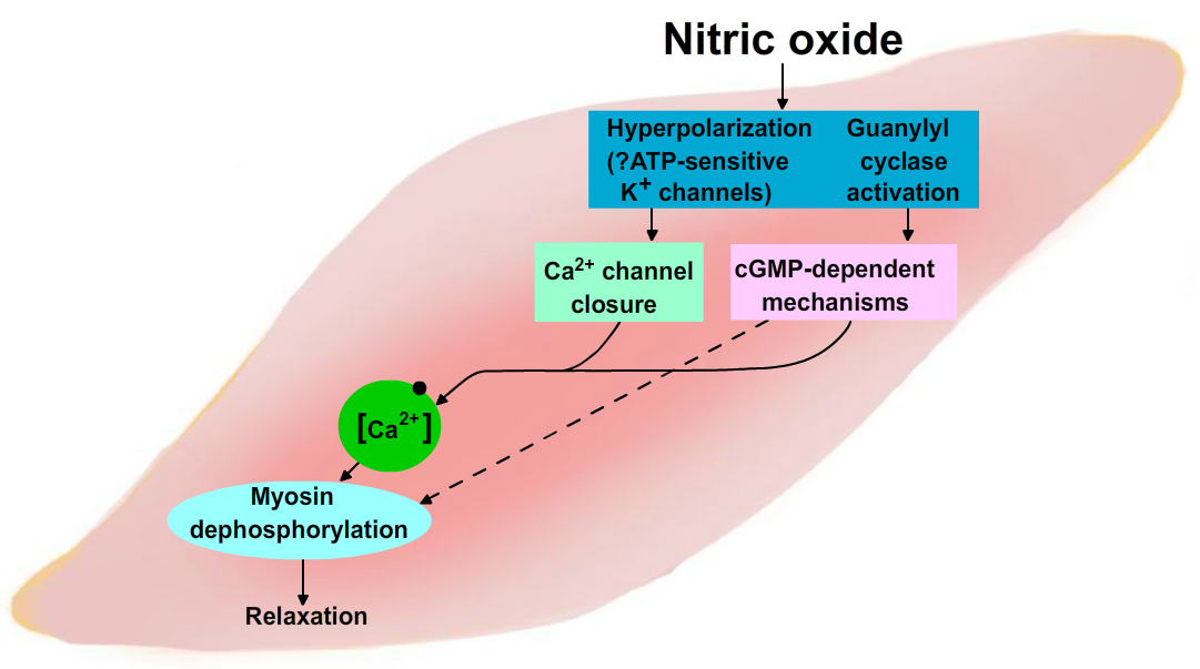 Neuropeptides and Nitric Oxide Section 1, Chapter 14 Neuroscience Online An Electronic