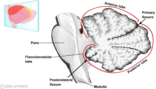 Cerebellum (Section 3, Chapter 5) Neuroscience Online: An Electronic